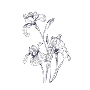 Detailed drawing of spring iris flowers and buds
