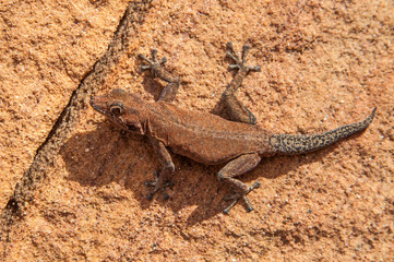 Damaraland, Namibia, a vast semi desert arid region in Namibia.