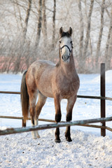Dapple-grey arabian horse in motion on snow ranch