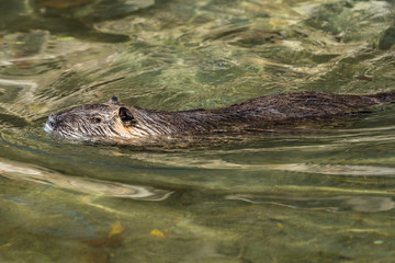 Fototapeta premium Biber - Myocastor coypus