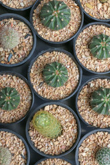 Cactus in farm