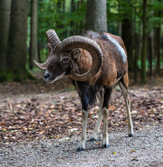 Europäischer Mufflon - Ovis gmelini musimon