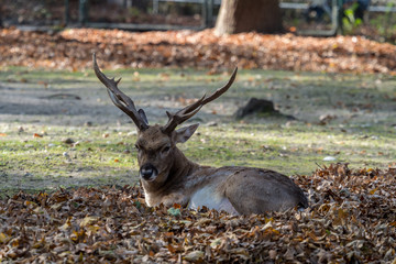 Mesopotamischer Damhirsch - Dama mesopotamica