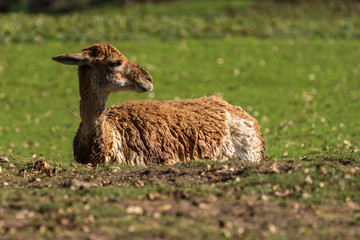 Vikunja - Vicugna vicugna