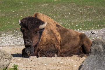 Fototapeta premium Waldbison - Bison bison athabascae