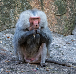 Mantelpavian - Hamadryas baboon