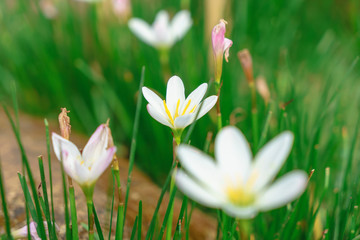 Beautiful white flowers with green trunk as the background at Mon Jam,Chiang Mai,Thailand.