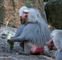 Mantelpavian - Hamadryas baboon