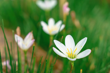 Beautiful white flowers with green trunk as the background at Mon Jam,Chiang Mai,Thailand.