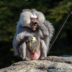 Mantelpavian - Hamadryas baboon