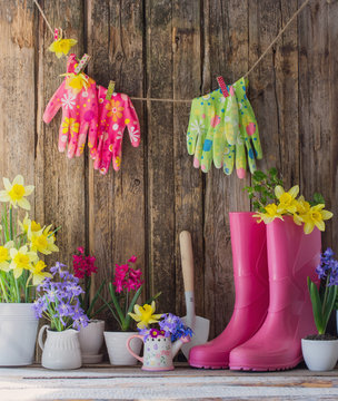 Fototapeta rubber boots and spring flowers on wooden background