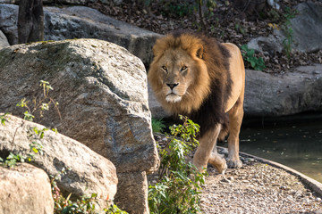 Löwe - Panthera leo
