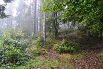 path in the forest