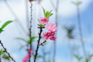 Beautiful Sakura in Thailand at Chiangmai.