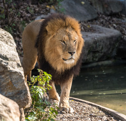 Löwe - Panthera leo