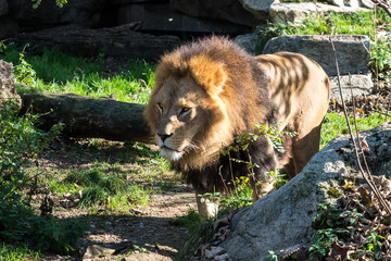 Löwe - Panthera leo