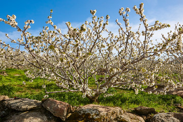 Cherry blossom in Jerte Valley, Caceres. Spring in Spain
