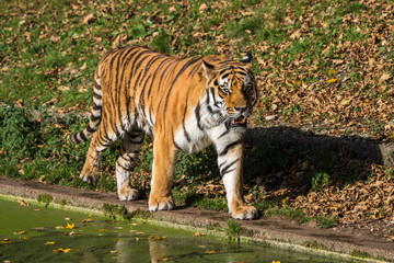 Tiger - Panthera tigris