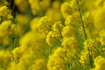 Obraz premium 菜の花