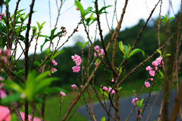 Beautiful Sakura in Thailand at Chiangmai.