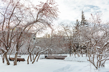 Winter frosty day in the Park. Trees in snow
