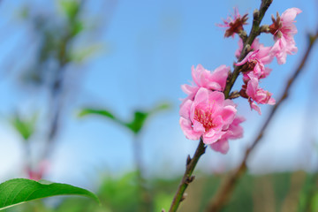 Beautiful Sakura in Thailand at Chiangmai.