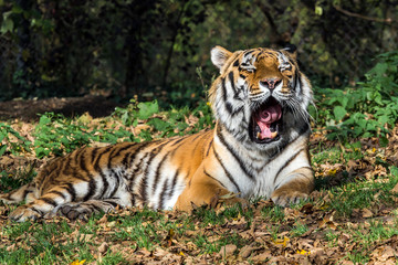 Tiger - Panthera tigris