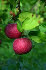 Zwei rote Äpfel an einem Zweig