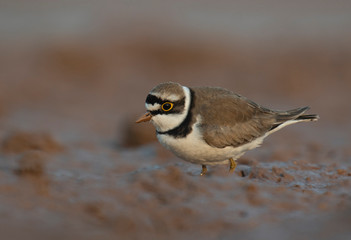 Little ringed plover .Scientific name: Charadrius dubius.Family: Charadriidae
