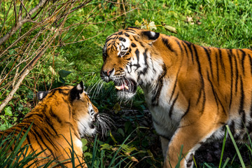 Tiger - Panthera tigris