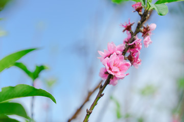 Beautiful Sakura in Thailand at Chiangmai.