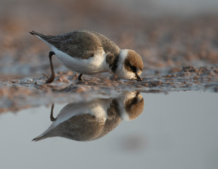 Kentish plover