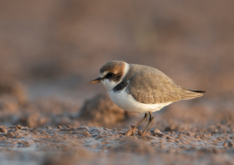 Kentish plover