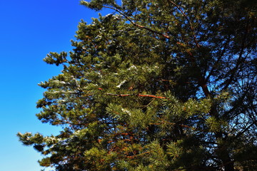 tree and blue sky