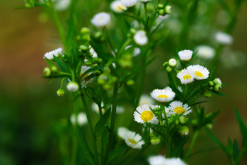 Beautiful white flowers with green trunk as the background at Mon Jam,Chiang Mai,Thailand.