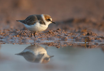 Kentish plover 