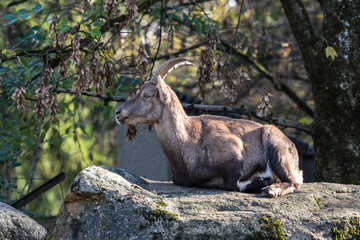 Alpensteinbock - Capra ibex