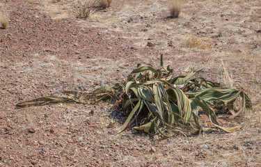 Damaraland, Namibia, a vast semi desert arid region in Namibia.