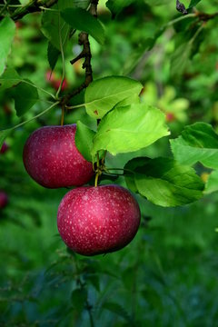 Rote Äpfel an einem Ast, Apfelbaum, Erntezeit