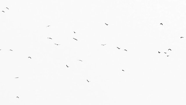 Birds flock on white background