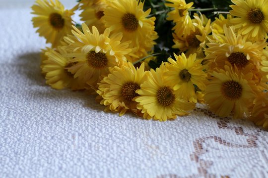Yellow astera alpine on white lace background. Valentines, Mothers, Womens Day and greeting concept. Banner template layout mockup for post blog social media