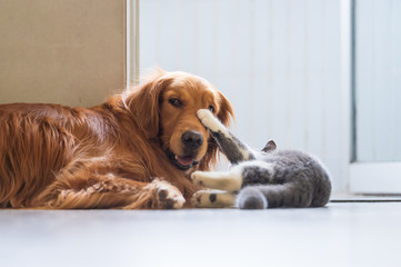 The Golden Hound plays with the kitten.