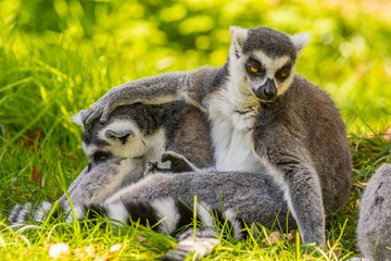 Lemur