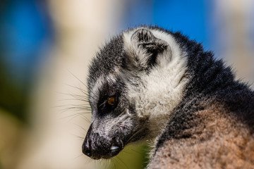 Lemur 