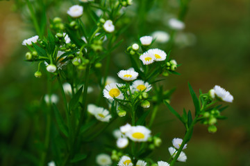 Beautiful white flowers with green trunk as the background at Mon Jam,Chiang Mai,Thailand.