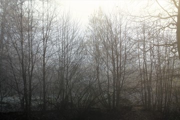 Fototapeta na wymiar An Image of a fog, forest
