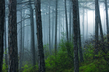 misty green forest 