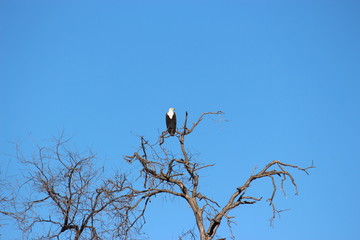 Eagle