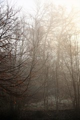 An Image of a fog, forest
