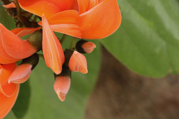 Bastard teak in Thailand